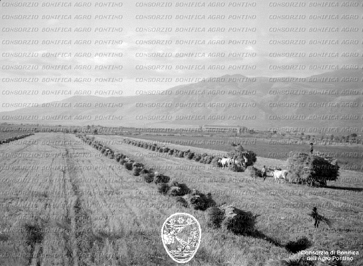 PONTINO/BOR002179.jpg