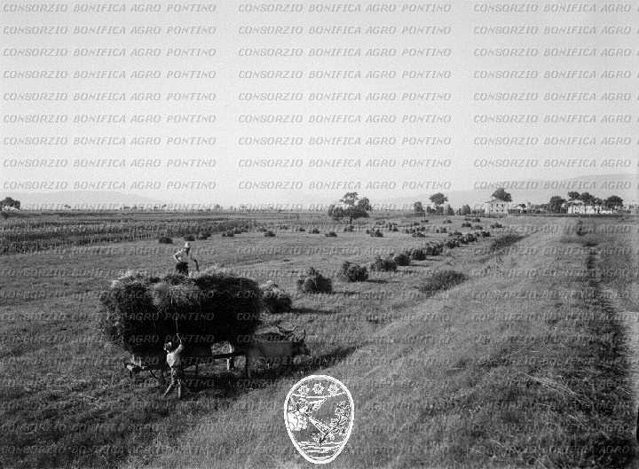 PONTINO/BOR002180.jpg
