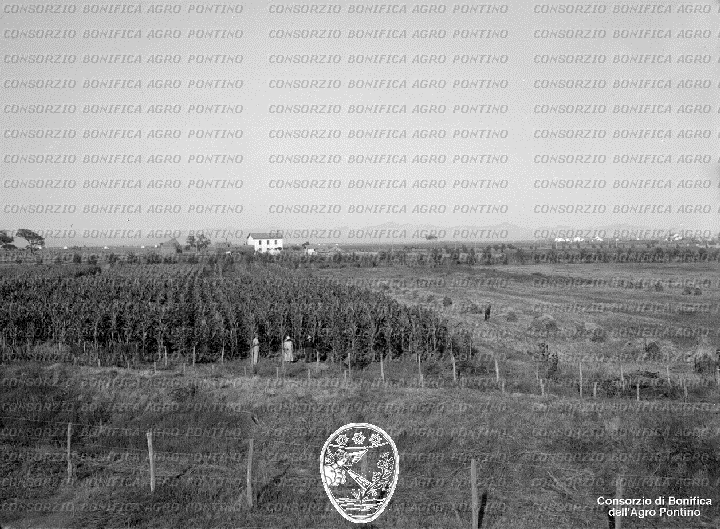 PONTINO/BOR002181.jpg