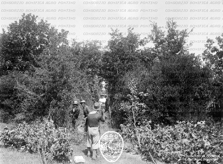PONTINO/BOR002186.jpg