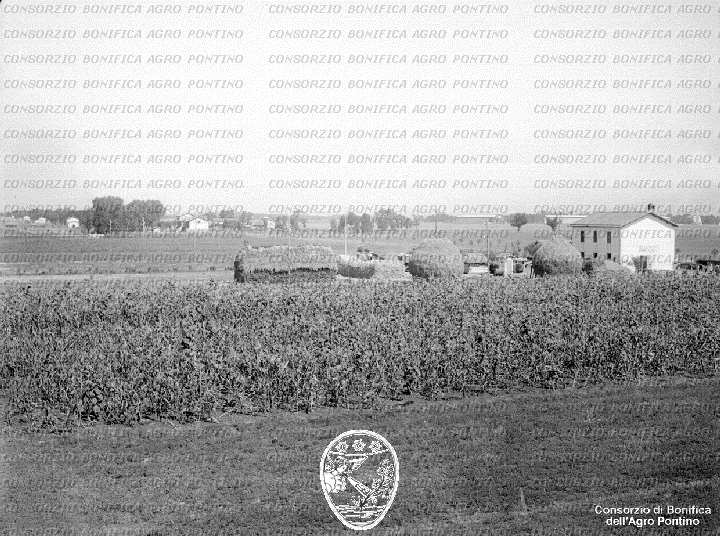 PONTINO/BOR002193.jpg