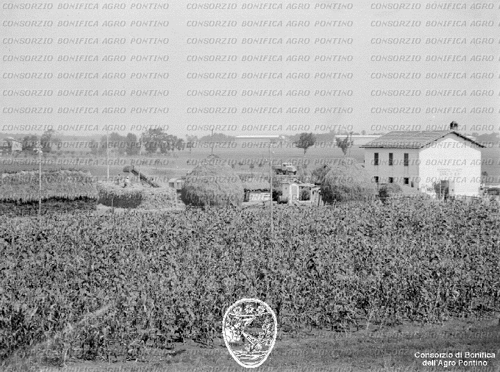 PONTINO/BOR002194.jpg