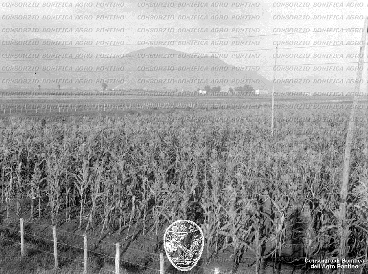 PONTINO/BOR002211.jpg
