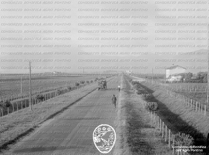 PONTINO/BOR002213.jpg