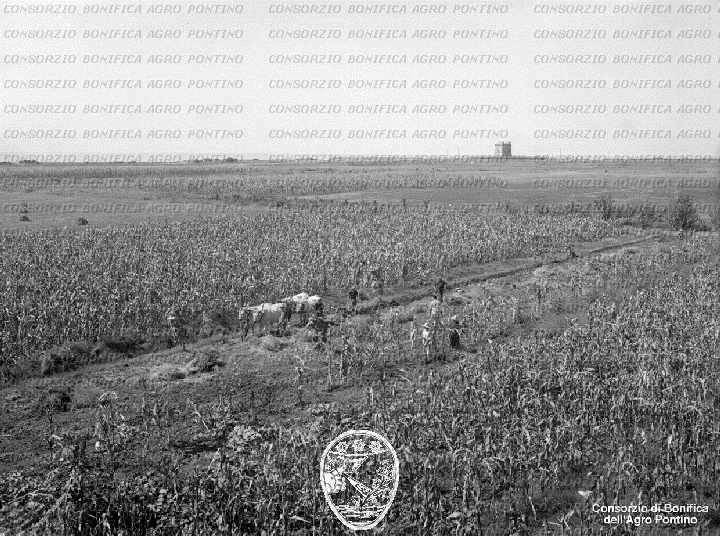 PONTINO/BOR002214.jpg