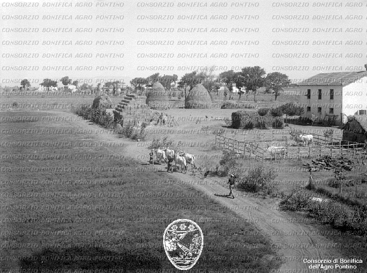 PONTINO/BOR002216.jpg