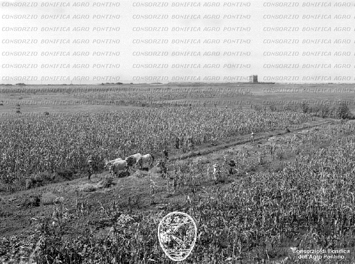 PONTINO/BOR002221.jpg