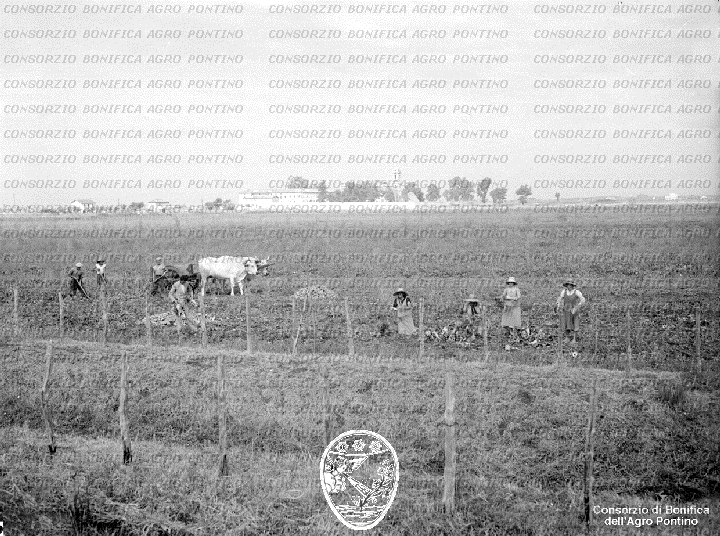 PONTINO/BOR002222.jpg