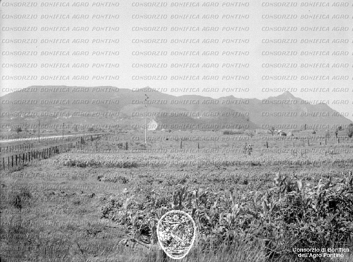 PONTINO/BOR002235.jpg