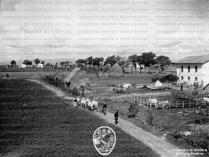 PONTINO/BOR002244.jpg