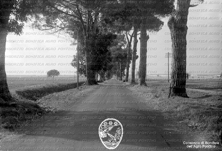 PONTINO/BOR002313.jpg
