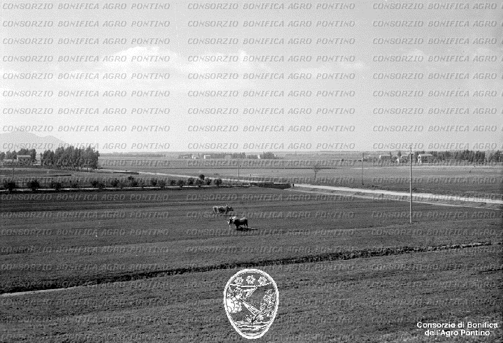 PONTINO/BOR002318.jpg