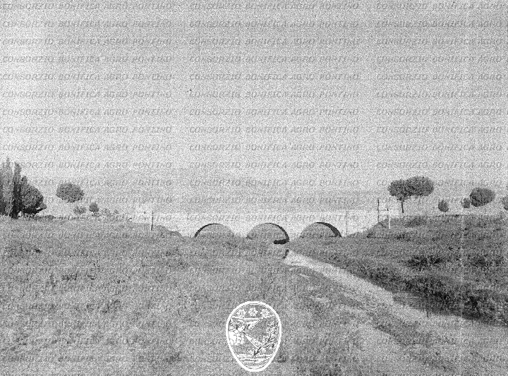 PONTINO/BOR002327.jpg