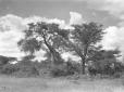 Paesaggio eritreo