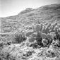 Una pianta di cactus in un'area collinare brulla