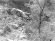 Valle del Cubat ? - Cadaveri abissini