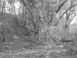 Folta vegetazione in un bosco