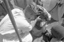 Dessi - Ospedale militare italiano: medico italia ...