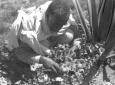 Giardiniere indigeno al lavoro