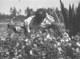 Giardiniere indigeno al lavoro
