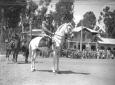 Mar. Graziani a cavallo
