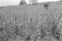 Piantagione di sorgo