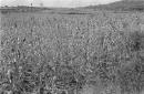 Piantagione di sorgo