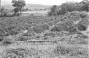 Campo coltivato