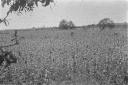 Piantagione di sorgo