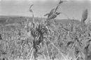 Pianta di sorgo
