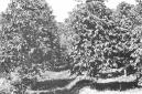 Alberi da frutto