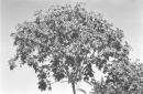 La chioma di un albero