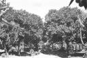 Alberi da frutto