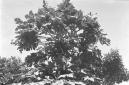 La chioma di un albero da frutto