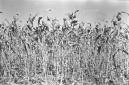 Piantagione di durra, una variet del sorgo