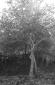 Albero