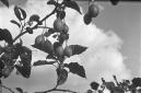 Albero da frutto