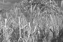 Spighe di grano