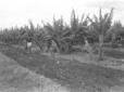 Piantagione di banane