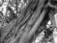 Grosso tronco di albero