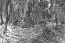 Postazioni difensive nella foresta