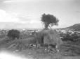 Veduta di Harar: un tucul