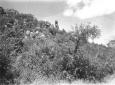 Paesaggio nell'Harar
