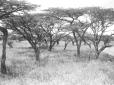 Piante di acacia in Somalia