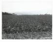 Veduta panoramica di un campo coltivato