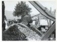 Raccolta di prodotto agricolo (barbabietole da zuc ...