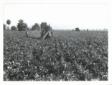 Mezzo meccanico al lavoro su un campo coltivato