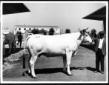 Veduta di un bovino e del suo allevatore, ad una r ...