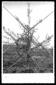 Un giovane albero di ulivo