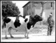Veduta di un allevatore insieme al suo bovino